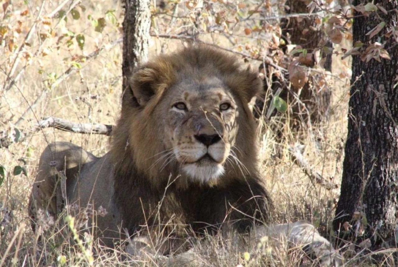 Lionsview Private Lodge - 6 Lions 玛洛斯帕克 外观 照片
